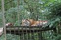 foto33